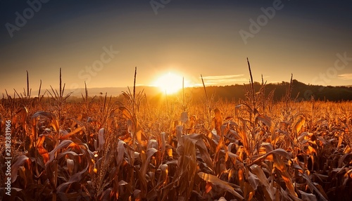 brilliant sunlight streams through tall maize stalks in a warm field at dawn or dusk
