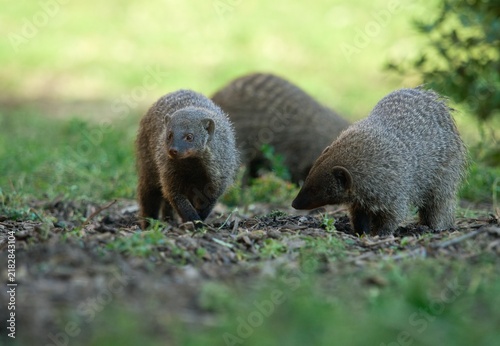 Obraz na płótnie Banded mongoose (Mungos mungo)