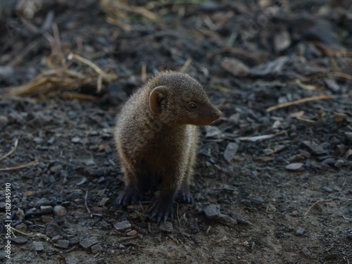 Obraz na płótnie Banded mongoose (Mungos mungo)