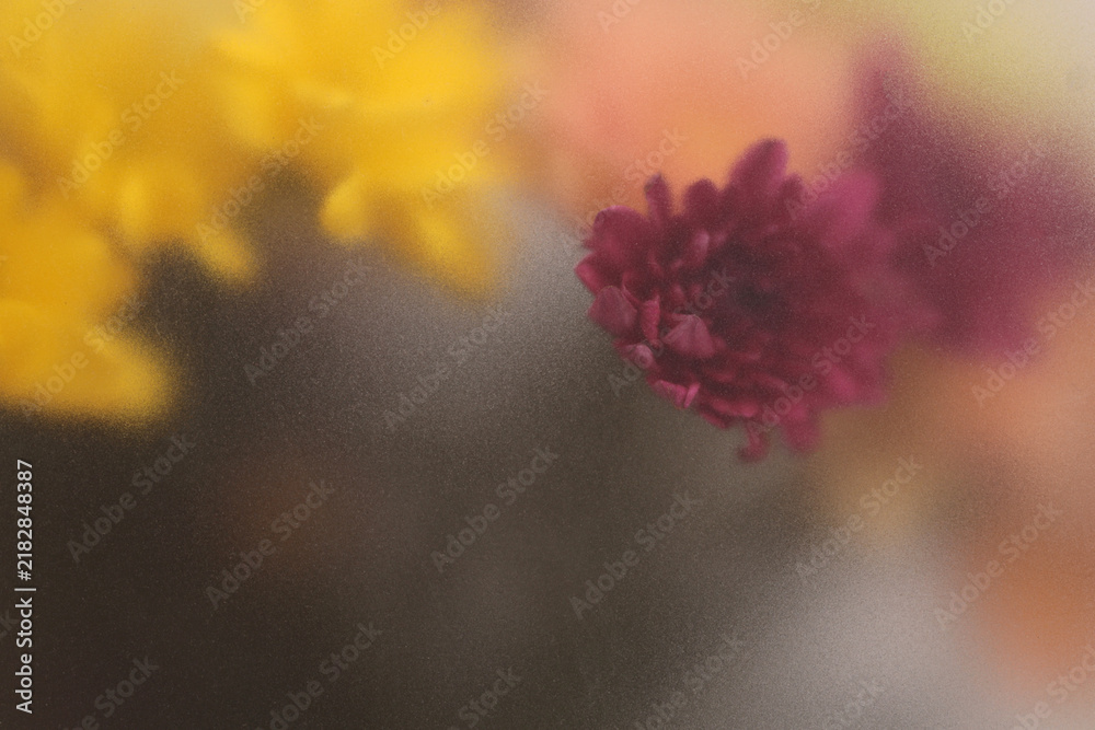 Obraz premium Smoke selected soft focus autumn chrysanthemum aster Flower through translucent matte frosted glass. Abstract natural blurred grain light fog background.