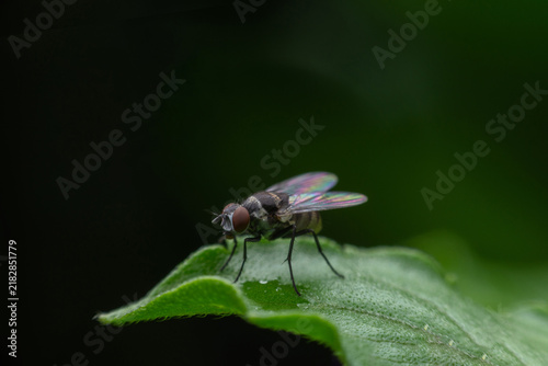 Macro and close up of blow fly or carrion fly or Black soldier fly on green leaves leaf in forest.