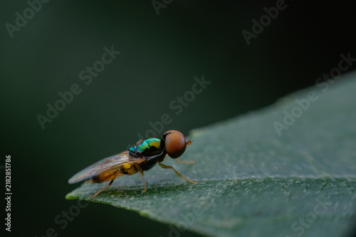 Macro and close up of interesting insect fly with red eyes on on green leaves leaf in forest.