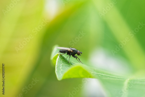 Macro and close up of blow fly or carrion fly or Black soldier fly on green leaves leaf in forest.