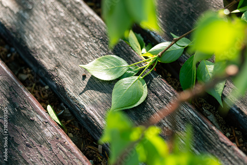 Linden leaves lying on wooden planks