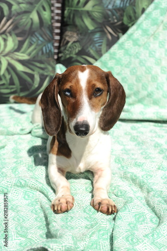 cachorros a vontade em casa 