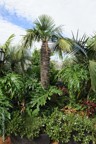 planta verde no jardim 