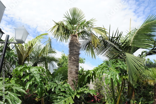 planta verde no jardim 