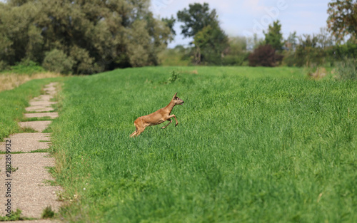 Roe deer fleeing from the hunt and the hunter