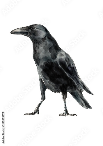 Black raven. Solitary bird. Watercolor painting. Black bird on a white background.