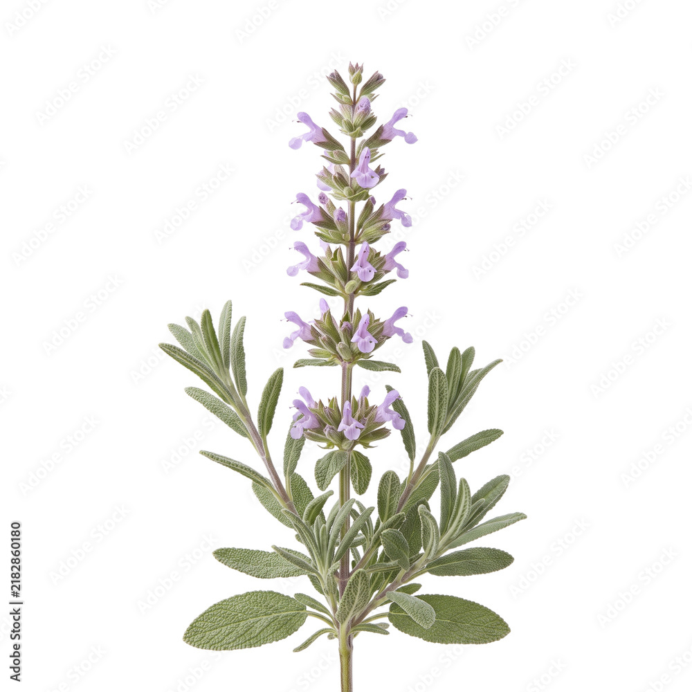 Fototapeta premium Thyme-leaved sage Salvia officinalis with pale purple tubular flowers isolated on transparent background for herbal medicine and botanical garden stock photography