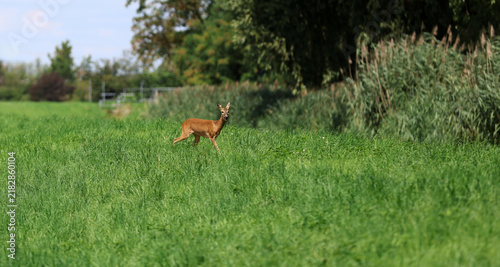 Roe deer fleeing from the hunt and the hunter