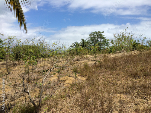 Photography Dry grassy hillside with sparse shrubs