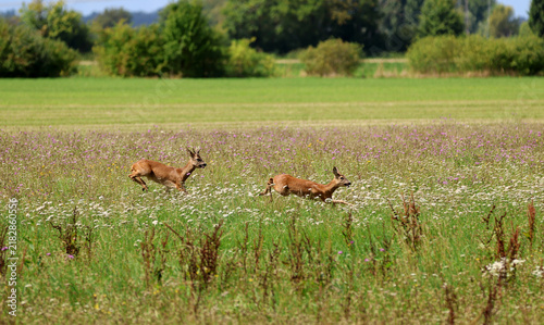 Roe deer fleeing from the hunt and the hunter
