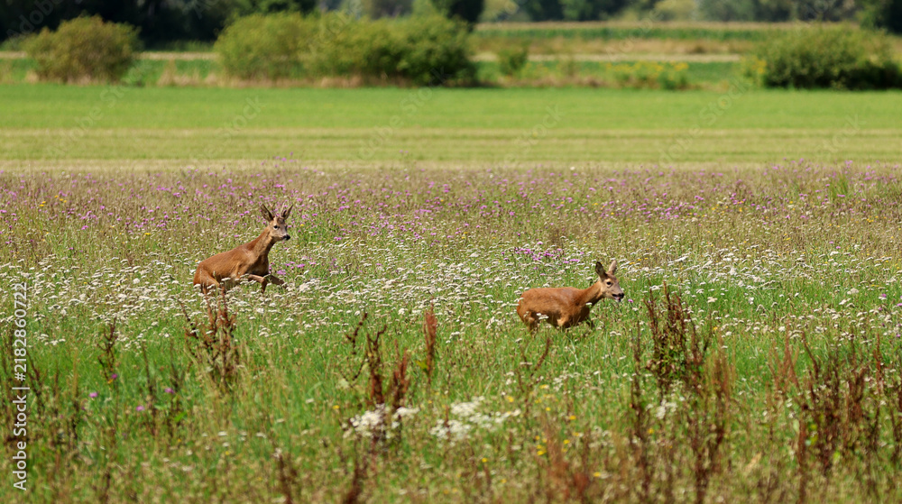 Fototapeta premium Roe deer fleeing from the hunt and the hunter