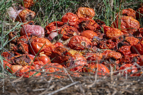 Foto a pile of discarded, shriveled, and rotting red tomatoes lies decomposing on the ground among dry grass and weeds