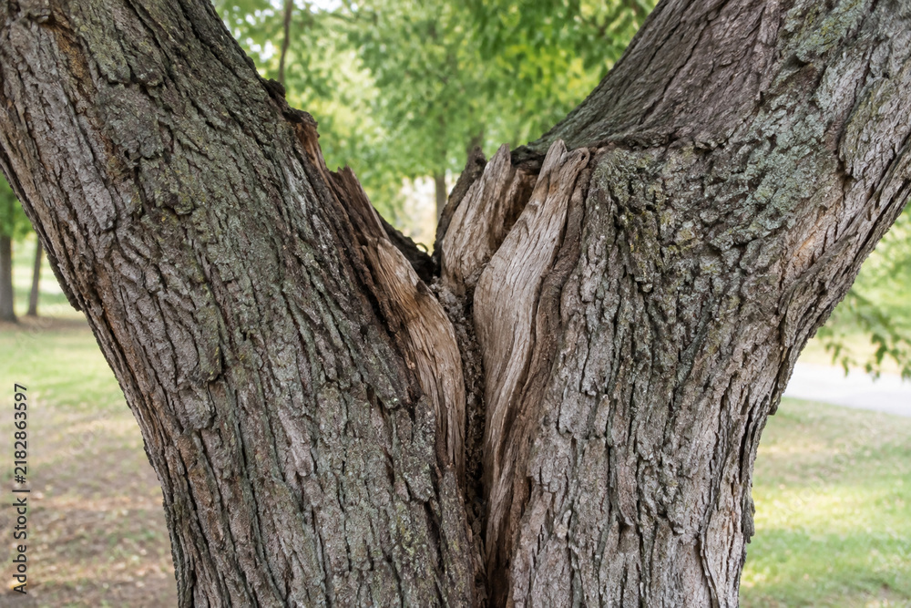 Obraz premium Split tree trunk growing in opposite directions, revealing dried wood inside.