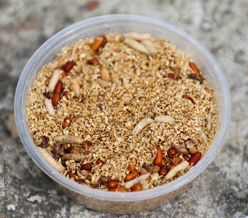 Maggots in fishing bait