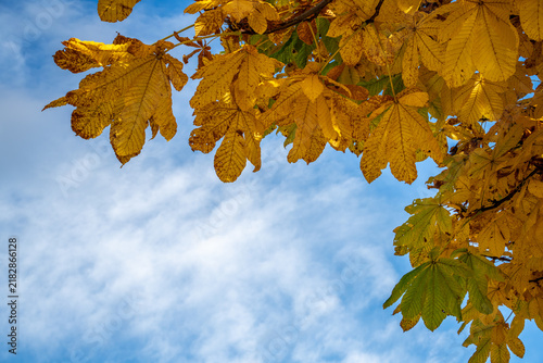 Quadro su tela Seasonal transformation unfolds in horse chestnut foliage shifting from green to ochre beneath clouds in Norway's Telemark region, suited to autumn change and botanical background content