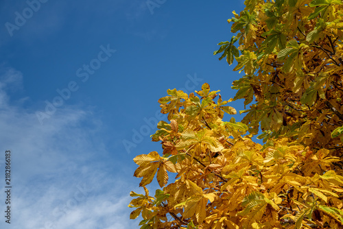 Fotografie Autumn passage appears across rural Telemark as horse chestnut leaves turn from green to gold against a broad blue sky, offering seasonal change, nature design and passage of time stories from Norway