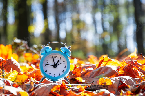 Blue alarm clock among fallen autumn leaves in a sunlit forest