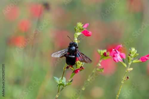 Foto Xylocopa violacea | Violet carpenter bee - Wood-boring bee - Black bumblebee