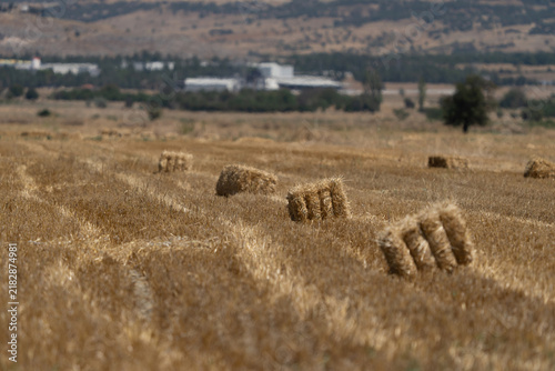 Obraz na plátně Rectangular straw bales scattered across a harvested golden wheat field