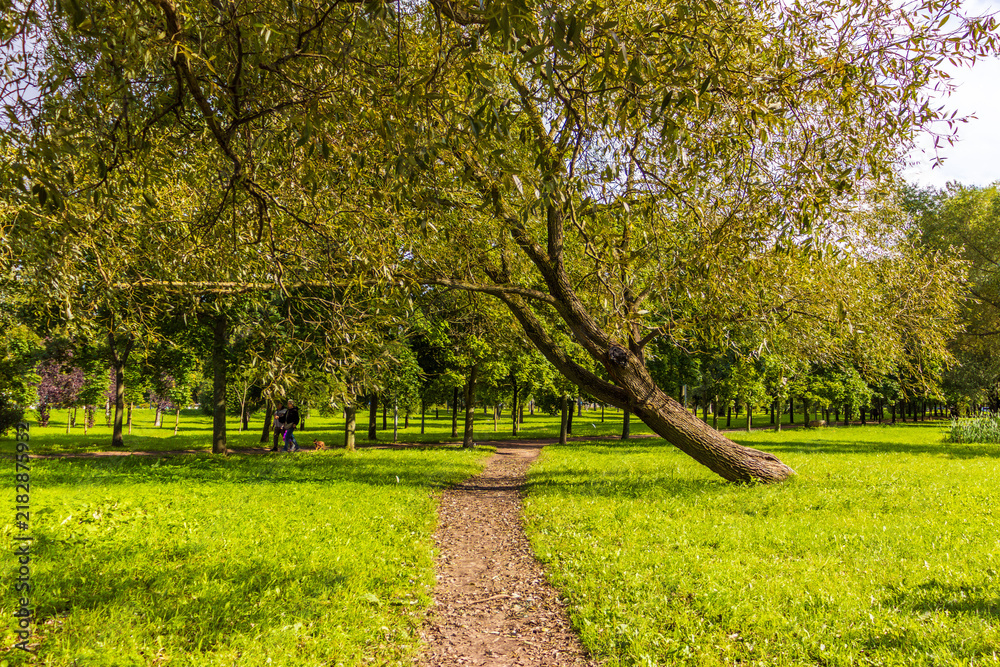Obraz premium Sunlit dirt path runs between mature leafy trees and open green lawns, creating a tranquil pedestrian route through a bright park landscape