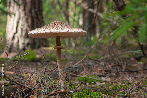 Close-up photograph of a large wild mushroom growing in a coniferous forest. 