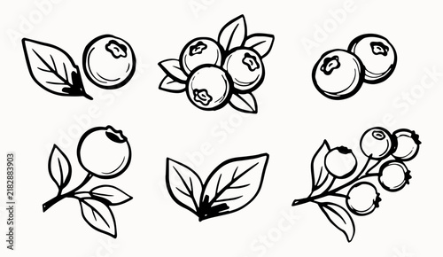 Blueberry botanical doodle collection with berries, branches and leaves
