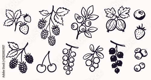 Hand drawn summer berry collection with strawberries, raspberries, blueberries and currants