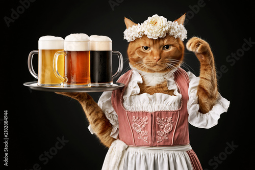Cat waiter in Bavarian dirndl carrying tray with beer mugs isolated on black background, Oktoberfest concept