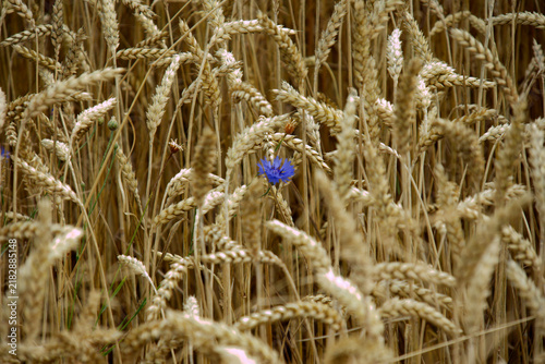 Foto Cornflower
