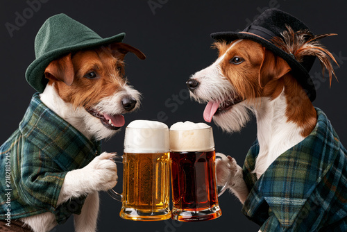 Two Jack Russell Terrier bulldogs in Bavarian hats clinking beer mugs isolated on black background, Oktoberfest concept