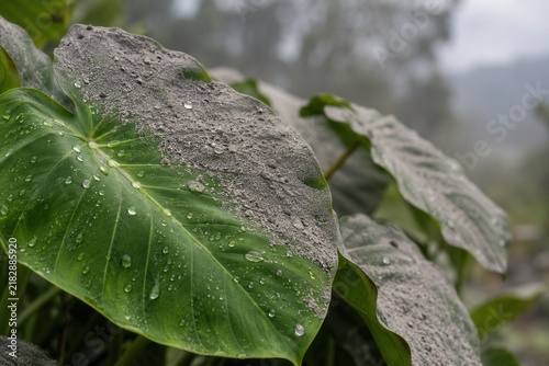 Tropical Leaves Partially Covered With Fine Volcanic Ash