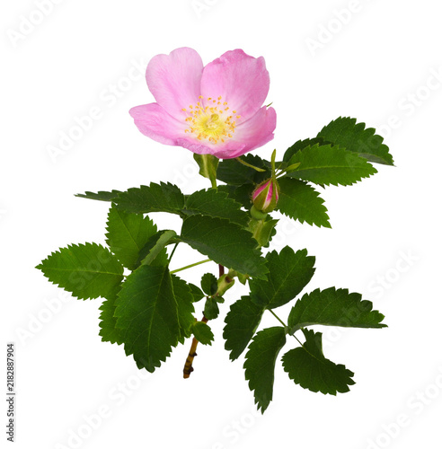 Принти на полотні Pink wild rose flower, bud and leaves isolated on white or transparent backgroun