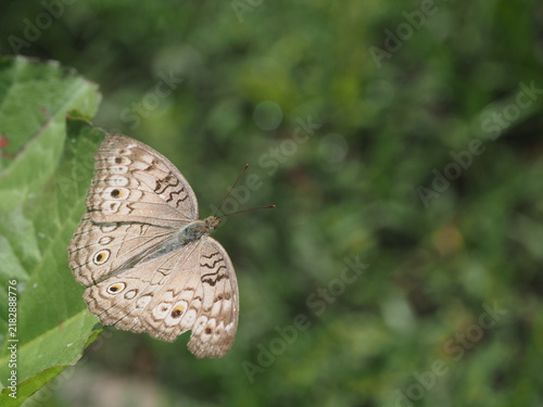 Foto high angle macro shot of a Grey Pansy butterfly (Junonia atlites) displaying its