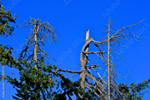 Crown dieback of forest trees the results of drying climate. Also a lightning strike decapitates central conifer, Central Sierra Nevada Mountains, California 