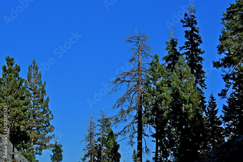 Two lightning struck trees and others suffering from crown dieback, Highway 4, Calaveras County, California 