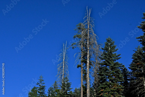 Stressed trees due to warmer winters and less precipitation, Central Sierra Nevada, California 