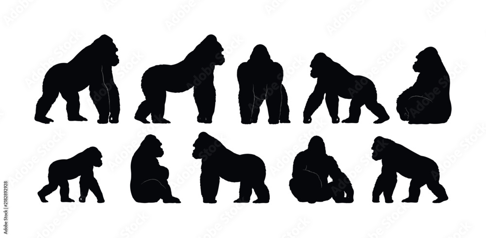Fototapeta premium Collection of gorilla silhouettes in various poses and movements