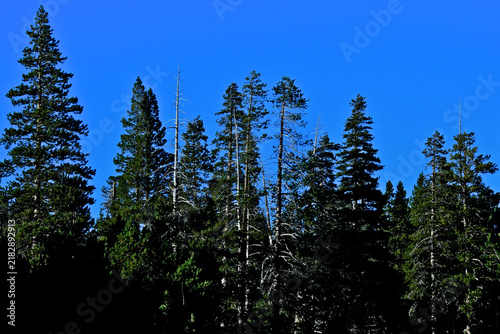 Five dying trees and others in distress from climate change, Central Sierra Nevada Mountains, California 