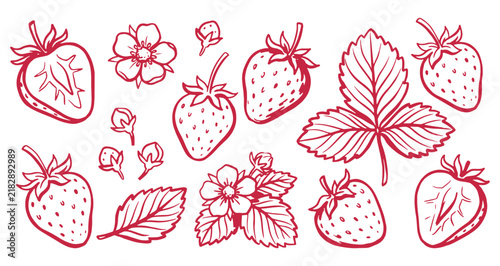 Strawberry botanical doodle set with ripe berries, leaves and blossoms