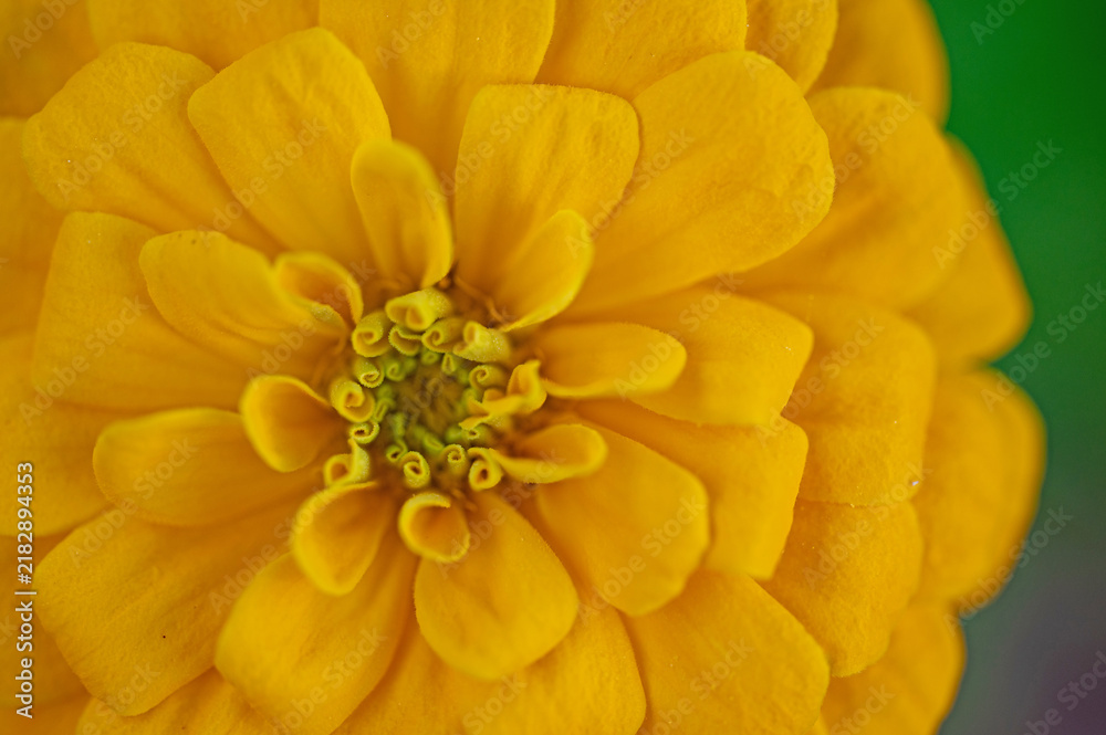 Fototapeta premium macro of a beautiful yellow Zinnia flower