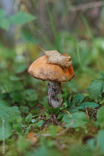 Mushroom with fallen leaf on mossy forest floor
