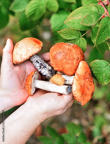 Person holding freshly foraged ,mushrooms ,forest