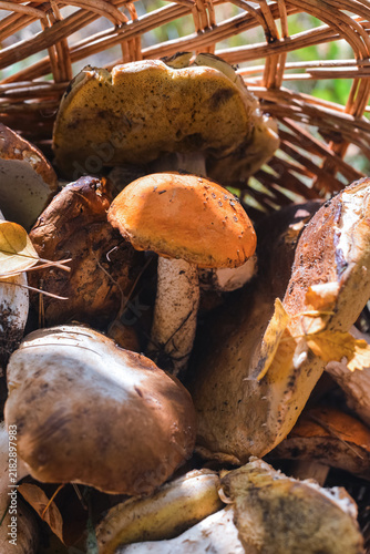Fresh porcini mushrooms in wicker basket
