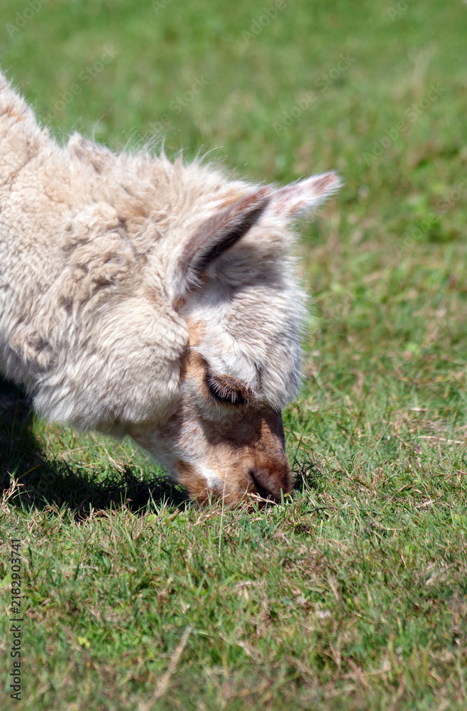 Fototapeta premium An alpaca grazes on green grass on a farm. Close up