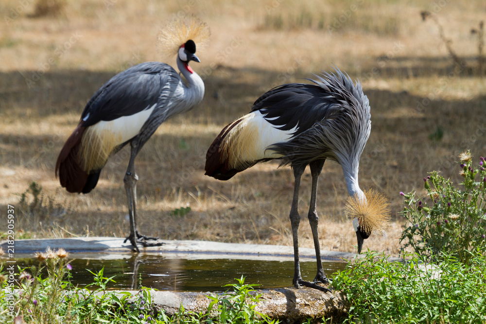 Obraz premium Cranes standing near a water source at Thoiry Safari in Yvelines, Ile-de-France, France during the day