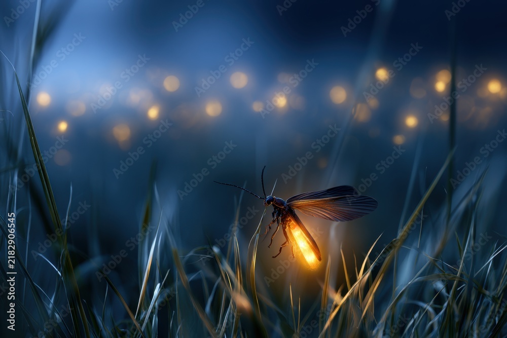 Obraz premium A glowing firefly illuminating the dark blue night sky surrounded by tall grass and bokeh lights creating a magical serene atmosphere