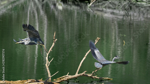 Foto Great grey herons taking flight